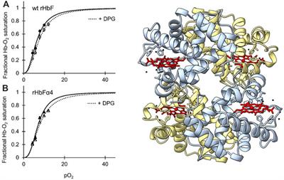 Structural and oxidative investigation of a recombinant high-yielding fetal hemoglobin mutant